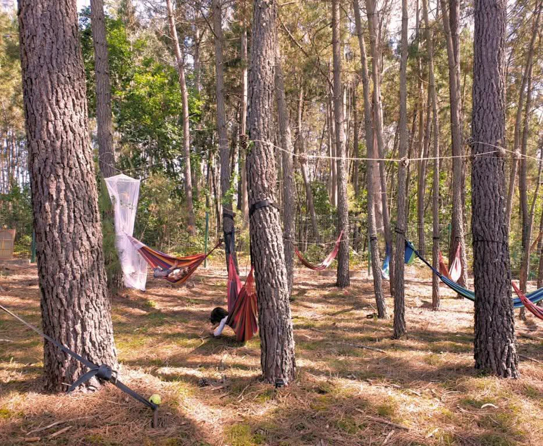 Hammocks under the pine trees around Quinta Chaouen